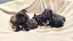 shih tzu pups, België, Overige rassen, CDV (hondenziekte), 8 tot 15 weken