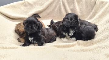 shih tzu pups beschikbaar voor biedingen