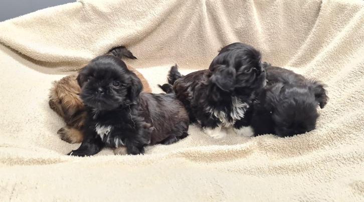 shih tzu pups, Dieren en Toebehoren, Honden | Chihuahua's en Gezelschapshonden, Meerdere dieren, Overige rassen, Fokker | Professioneel