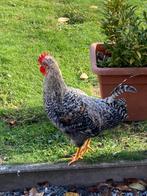 Thuis gezocht voor leuke haan!, Dieren en Toebehoren, Pluimvee, Mannelijk, Kip