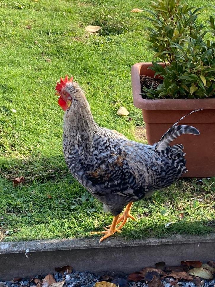 Thuis gezocht voor leuke haan!, Dieren en Toebehoren, Pluimvee, Kip, Mannelijk