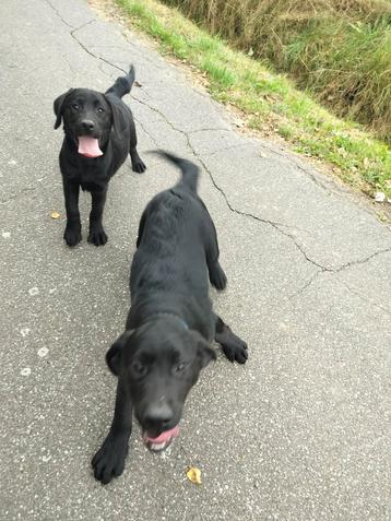 Beau garçon labrador avec pedigree kmsh