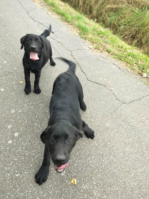 Beau garçon labrador avec pedigree kmsh, Animaux & Accessoires, Chiens | Retrievers, Épagneuls & Chiens d'eau, Chien (mâle), Labrador retriever