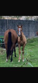 Merrieveulen Poker de mariposa tn x Kannan Jr, Dieren en Toebehoren, Paarden, Merrie, Springpaard, Gechipt, Niet van toepassing