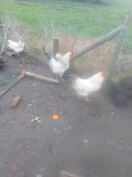 Te koop 2 mooie hanen., Mannelijk, Kip