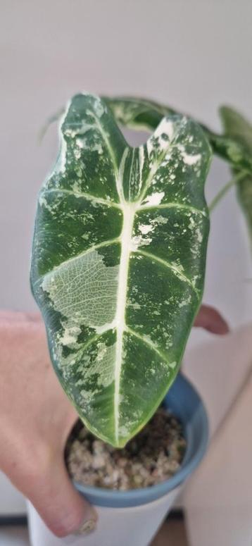 Alocasia frydek variegata, Huis en Inrichting, Kamerplanten, Ophalen, Overige soorten
