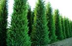 Cypressocyparis leylandii coniferen voor haag 200/+ cm, Ophalen, Conifeer, Haag, 100 tot 250 cm