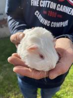 Jonge cavia beertje, Dieren en Toebehoren, Juli, Mannelijk, Cavia