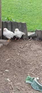 een koppel jonge leghorn izabel patrijs, Dieren en Toebehoren, Pluimvee, Geslacht onbekend, Kip