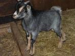Te koop blauwschimmel met tan dwerggeiten dek bokje., Dieren en Toebehoren, Schapen, Geiten en Varkens, Mannelijk, Geit, 0 tot 2 jaar