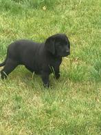 Zwarte Labrador pups beschikbaar, CDV (hondenziekte), Meerdere, 8 tot 15 weken, Meerdere dieren