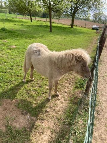 Ponyveulen van 10 maand, Dieren en Toebehoren, Pony's, Niet van toepassing, 0 tot 2 jaar, Hengst, A pony (tot 1.17m)