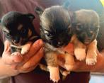 Chihuahuapups langharig, Dieren en Toebehoren, Honden | Chihuahua's en Gezelschapshonden, België, Fokker | Hobbymatig, 8 tot 15 weken