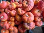 Pompoenen kleine rode van Etampes, Diversen, Ophalen