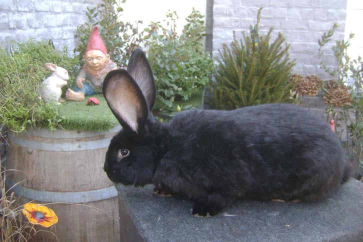 Vlaamse reus, Dieren en Toebehoren, Konijnen, Groot, Mannelijk