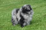 Pomeriaan, dwergkees, keeshond spits pups, België, Keeshond, 8 tot 15 weken, CDV (hondenziekte)