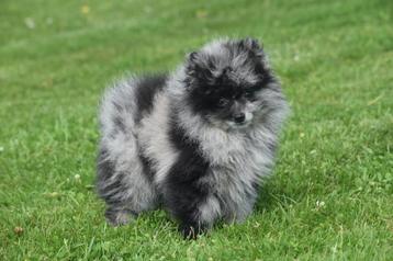 Pomeriaan, dwergkees, keeshond spits pups beschikbaar voor biedingen