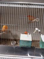 kanaries, Dieren en Toebehoren, Mannelijk, Zangkanarie