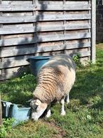hulp gezocht op de boerderij voor winter en lente