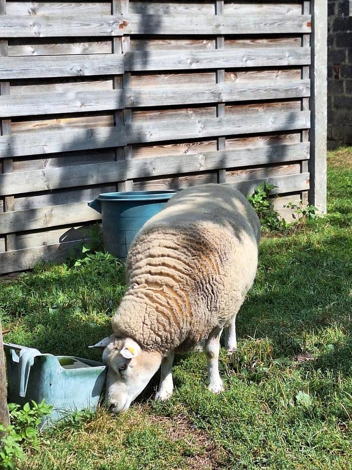 hulp gezocht op de boerderij voor winter en lente, Dieren en Toebehoren, Stalling en Weidegang