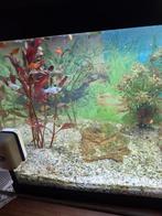 Jonge aquarium visjes, Dieren en Toebehoren, Vissen | Aquaria en Toebehoren, Ophalen, Zo goed als nieuw