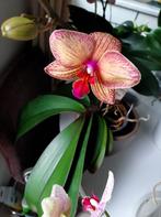 Orchidee Phalaenopsis met speciale kleuren en groot blad, Huis en Inrichting, Ophalen