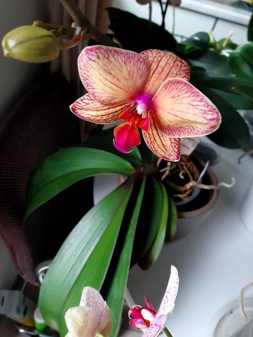 Orchidee Phalaenopsis met speciale kleuren en groot blad, Maison & Meubles, Plantes d'intérieur, Enlèvement