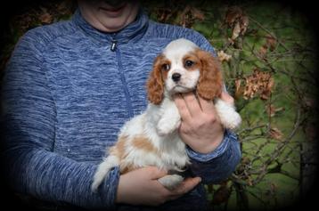 Cavalier King Charles Spaniel pups beschikbaar voor biedingen