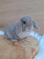 Lilac VC minilop rammetje, Mâle, Nain, Oreilles tombantes, 0 à 2 ans