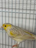 Satinet/isabel geel mozaïek, Dieren en Toebehoren, Meerdere dieren, Kleurkanarie