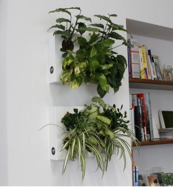 Verticaal plantensysteem Hang Oasi Home (Ortisgreen) beschikbaar voor biedingen