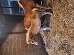 Haflinger hengst veulen, Dieren en Toebehoren, Paarden, Hengst, Gechipt