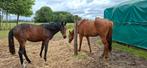 Braaf junior paard gezocht, Dieren en Toebehoren