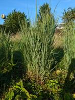 Siergrassen, Tuin en Terras, Planten | Tuinplanten, Ophalen, Zomer, Vaste plant, Siergrassen