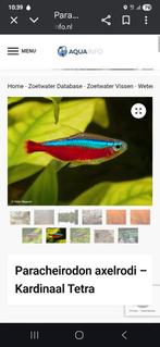 Kardinaal tetra 2cm, Dieren en Toebehoren