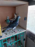 Duiven, Dieren en Toebehoren, Vogels | Duiven