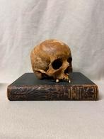 Antieke schedel - skull - doodshoofd, Ophalen of Verzenden, Zo goed als nieuw