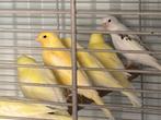 Prachtige jonge kanaries, Dieren en Toebehoren, Vogels | Kanaries, Geslacht onbekend, Zangkanarie