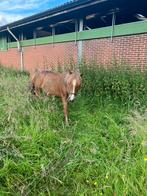 Brave hengst, Vosje lief en zacht karakter, 11 ans ou plus, Débourré, Étalon, Vermifugé