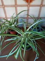 graslelie, Maison & Meubles, Plantes d'intérieur, Enlèvement