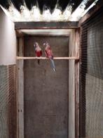 Parkiet, Dieren en Toebehoren, Parkiet