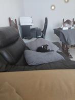 Europese kat vrouwelijke 0465072050 Leemans kris, Ophalen