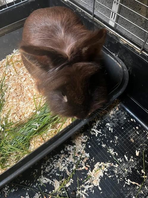 Leeuwekop Dwergkonijn – Mannetje te koop voor €20, Dieren en Toebehoren, Konijnen, Dwerg