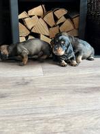 Mooie ruwharige dwerg teckel pups particulier, België, Particulier, 8 tot 15 weken, CDV (hondenziekte)