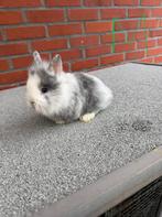 Dwergkonijnen, Dieren en Toebehoren