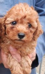 Poedel pups, Dieren en Toebehoren, Honden | Chihuahua's en Gezelschapshonden, Poedel, België, Reu, CDV (hondenziekte)