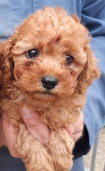 Dwergpoedelpups abricoos beschikbaar voor biedingen