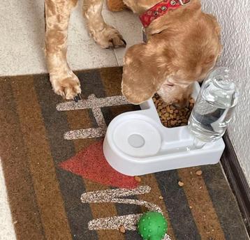 Nieuwe waterdispenser voor voerbakjes voor dieren beschikbaar voor biedingen