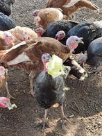pluimvee, Dieren en Toebehoren, Mannelijk, Kalkoen