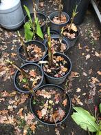 bananenplanten, Tuin en Terras, Volle zon, Vaste plant, Bloeit niet, Ophalen